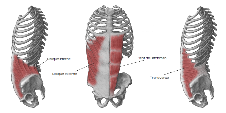 Exercices De Base En Musculation Les Abdominaux